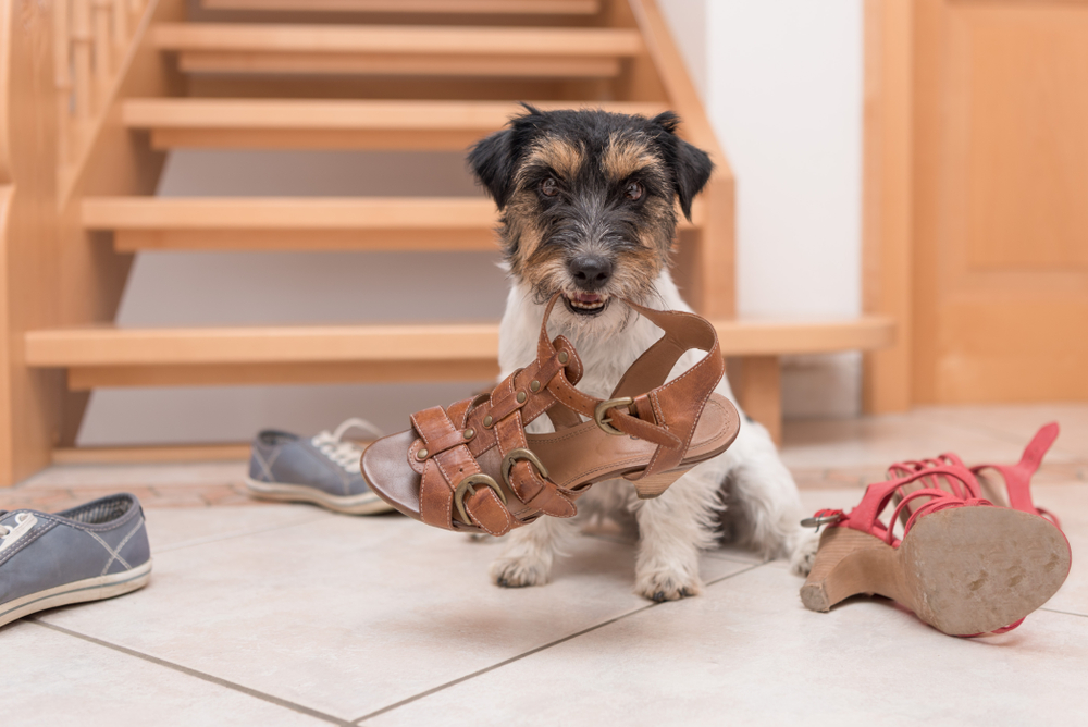 A dog stands defiantly looking with a sandal within its bite.