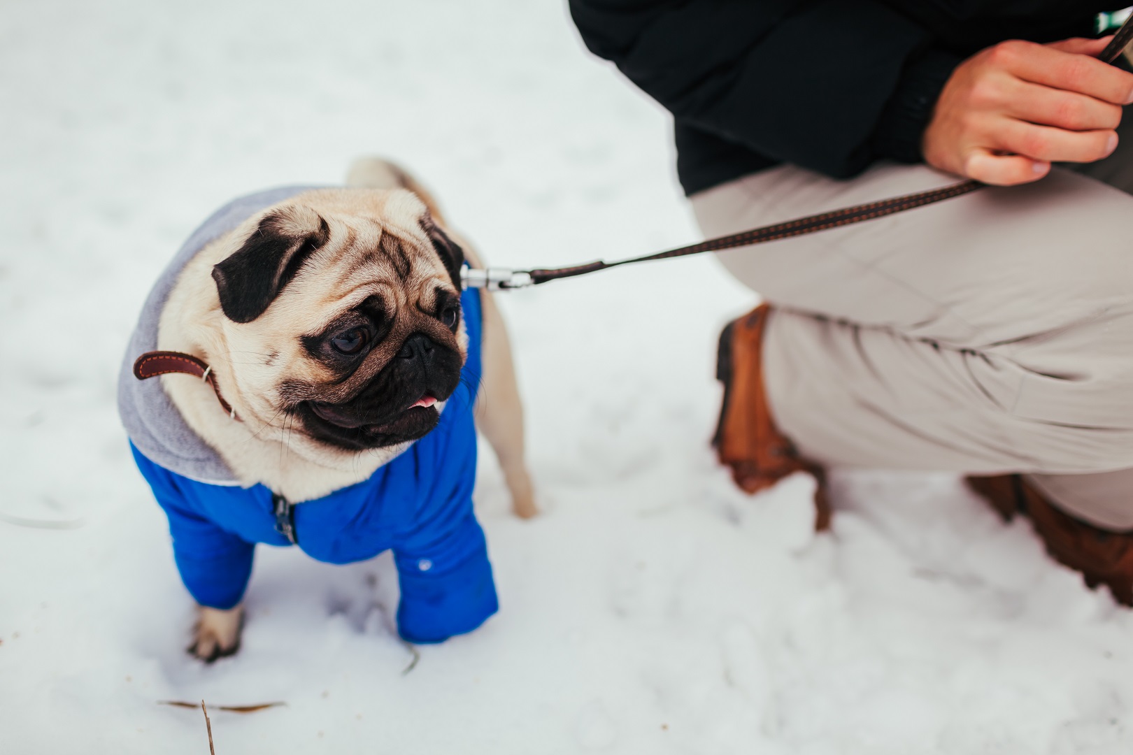 how do you potty train a puppy in the winter