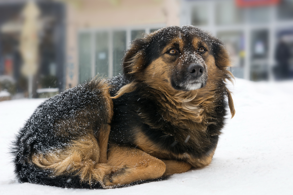 A dog lays curled up on a snowy landscape.