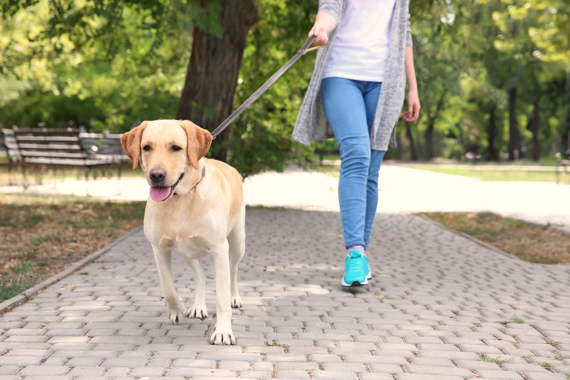 why does my dog poop while walking