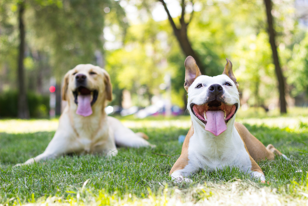 Two dogs lay in green grass, panting with happy facial expressions.