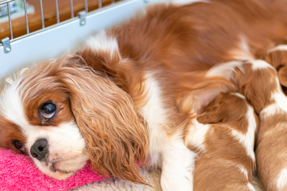 pregnant cavalier king charles spaniel