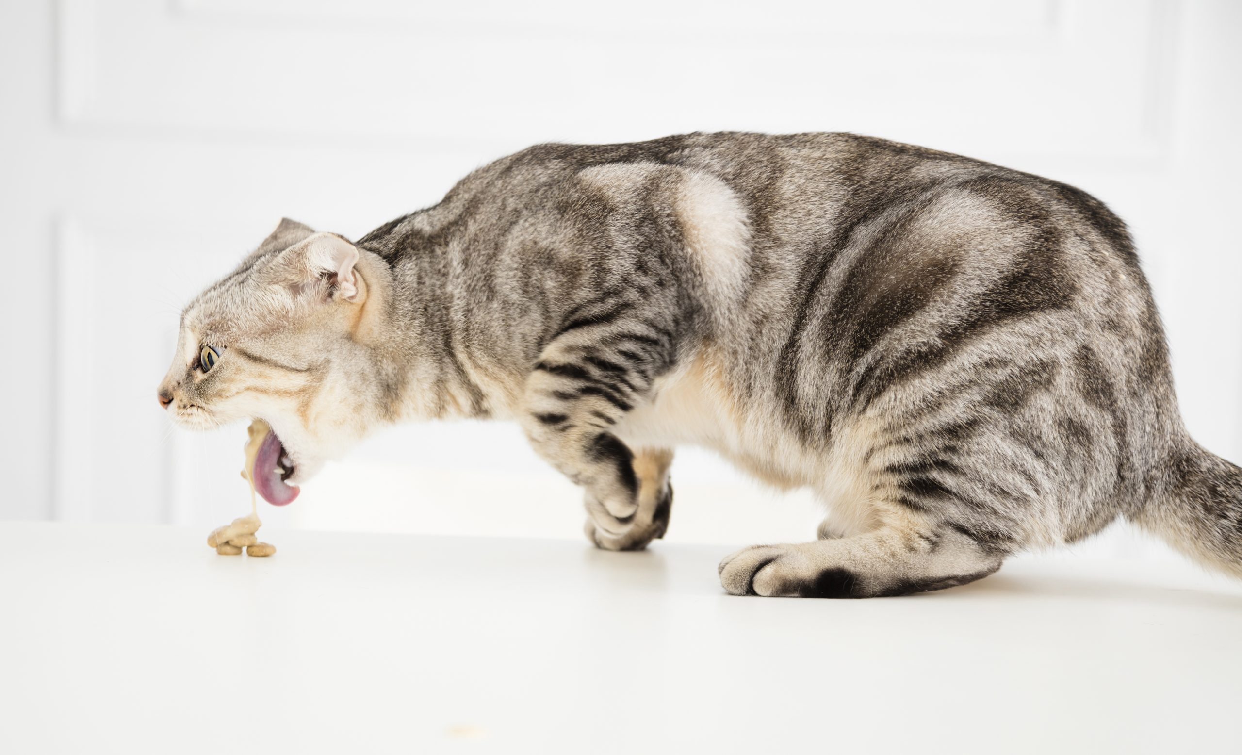 sick cat vomiting the food - Oakland Veterinary Referral Services | Oakland  Veterinary Referral Services