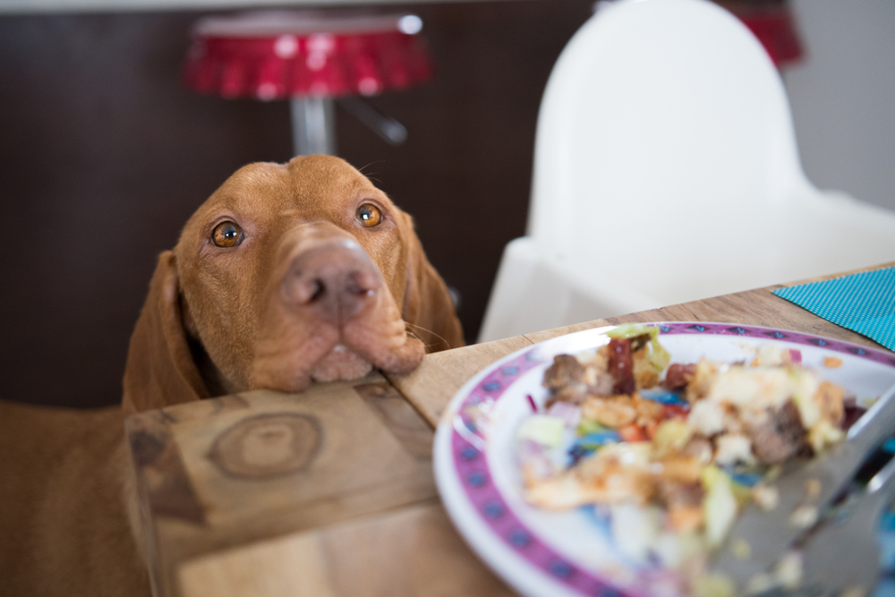 when should i stop puppy food