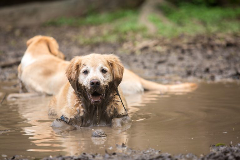 The Rise of Leptospirosis in Dogs Oakland Veterinary Referral Services