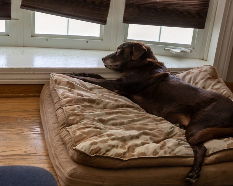 Picture of Cozy Canine: Best Orthopedic Beds for Dogs | Oakland Veterinary ...