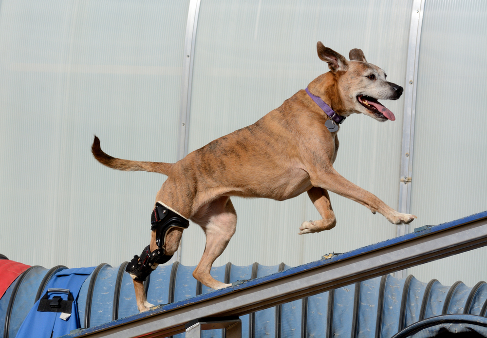 Dog wearing brace for CCL injury after surgery.