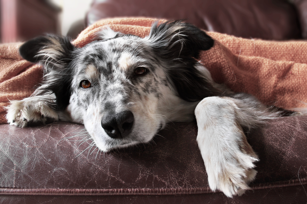 can cancer patients have dogs