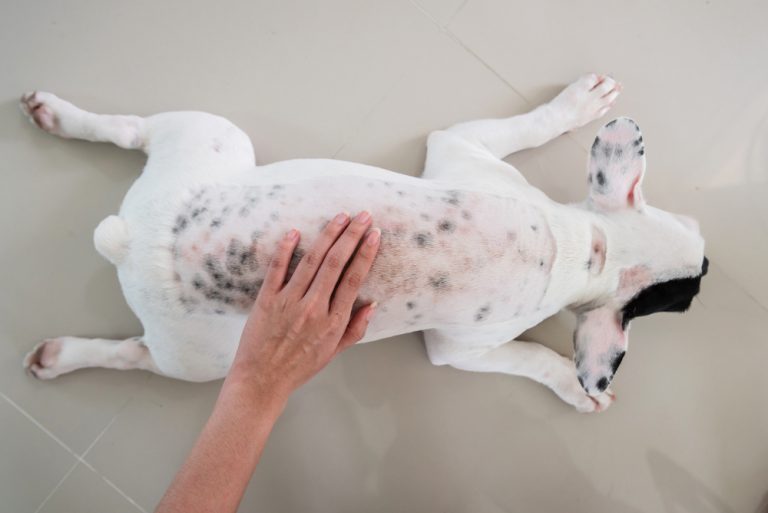 Itchy-Scratchy: Help for Dogs with Dry Skin | Oakland Veterinary