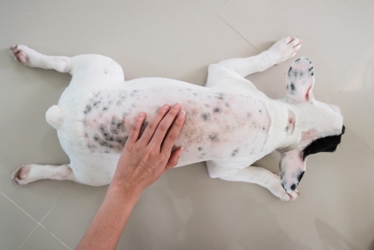 Itchy Scratchy Help For Dogs With Dry Skin Oakland Veterinary