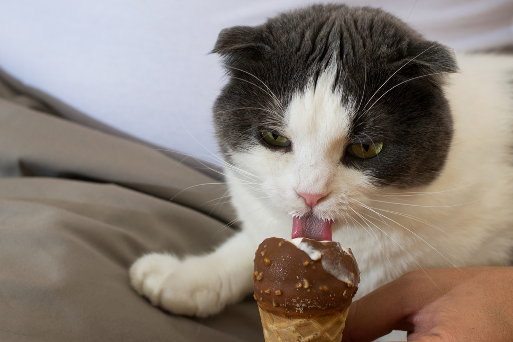 Cat eating chocolate
