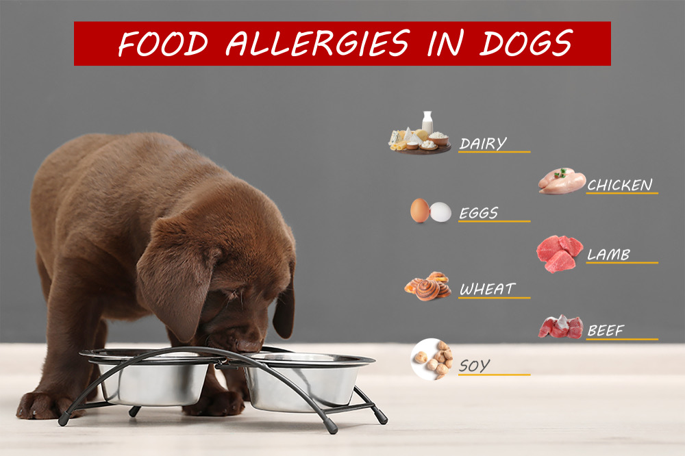 How To Determine If Your Dog Has Food Allergies Global Healthcare