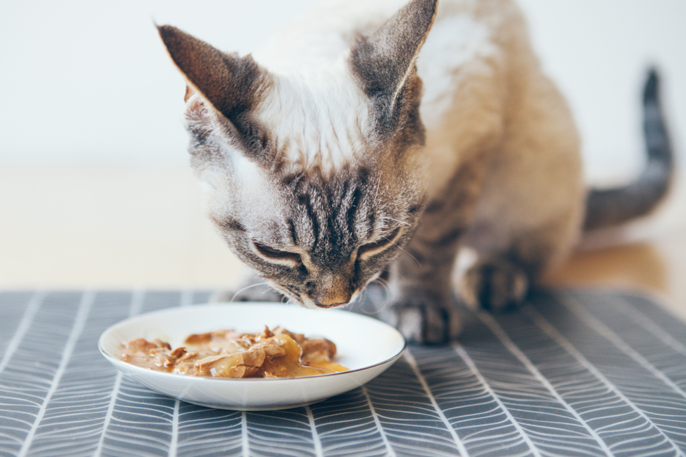 Crummy Tummy Cat Food Allergies Oakland Veterinary Referral Services