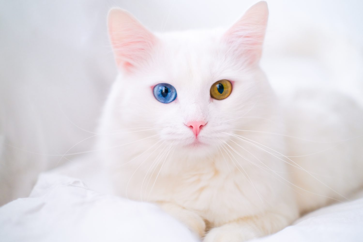 White cat with different color eyes. Turkish angora. Van kitten with