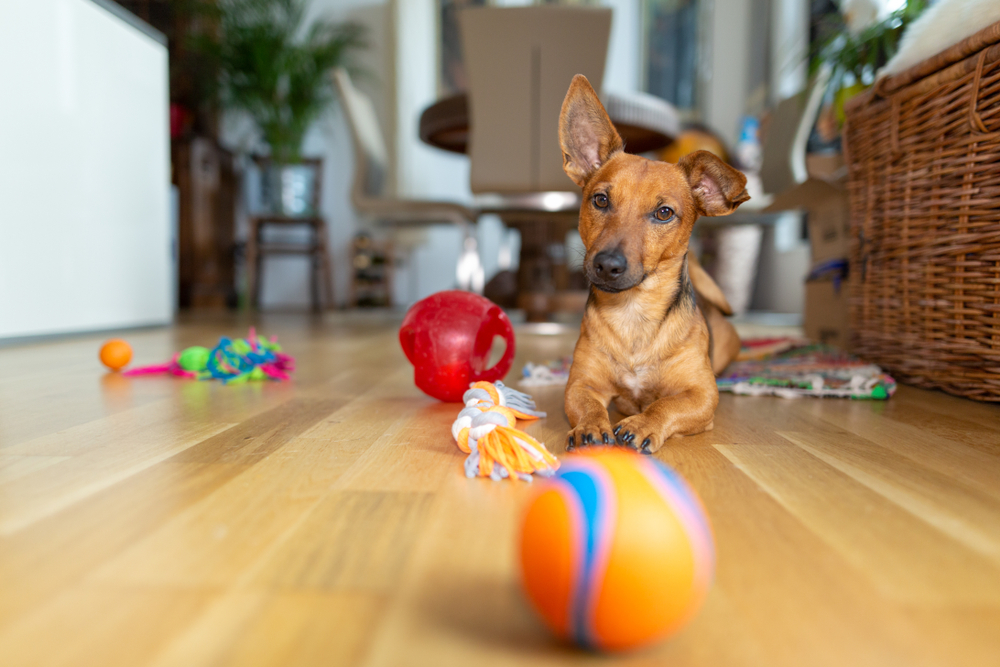 Want a Canine Einstein? Here are 8 Interactive Toys and Puzzles to