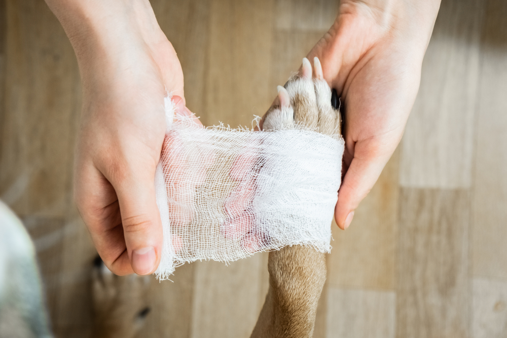How to Treat Minor Pet Wounds at Home