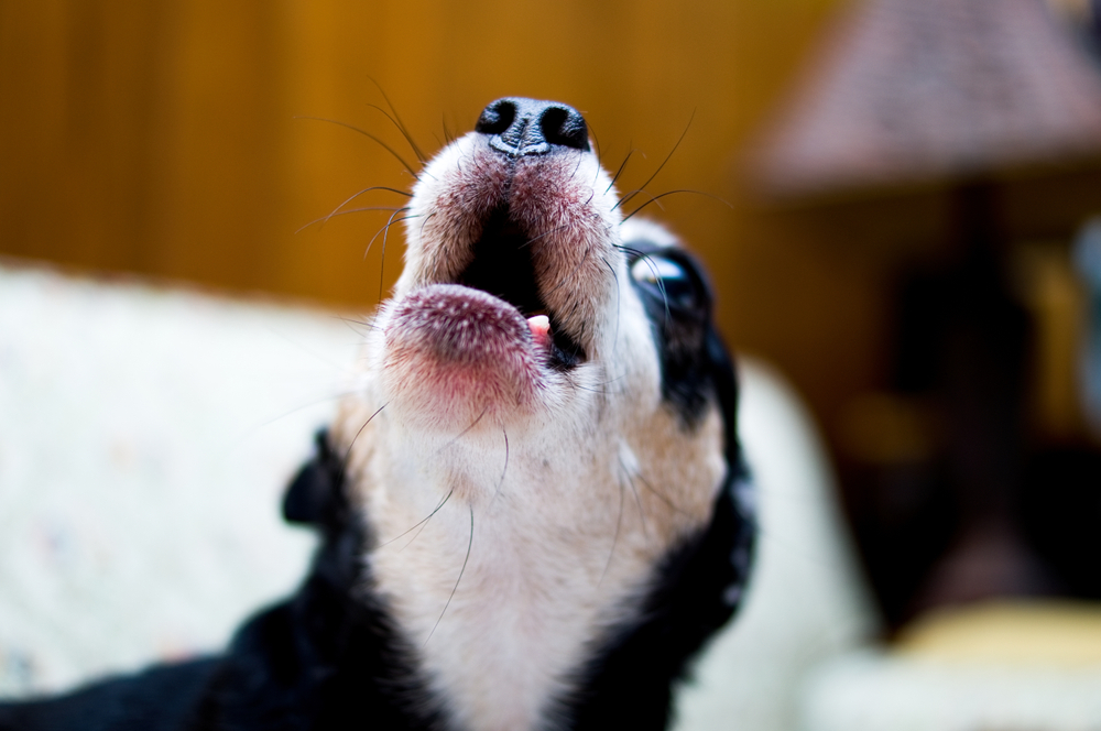 do dogs howl when they are in pain