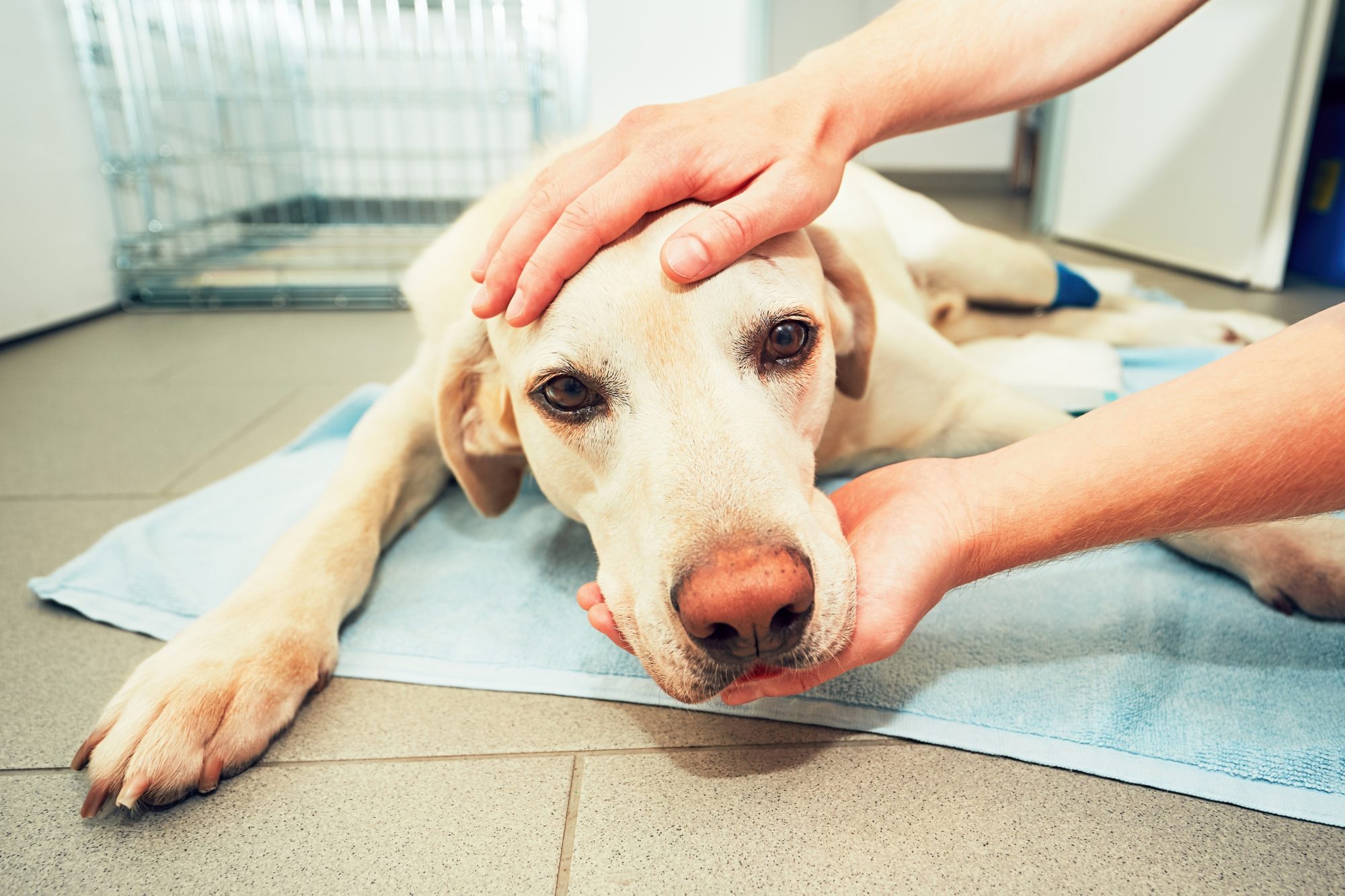 can seizures in dogs cause paralysis