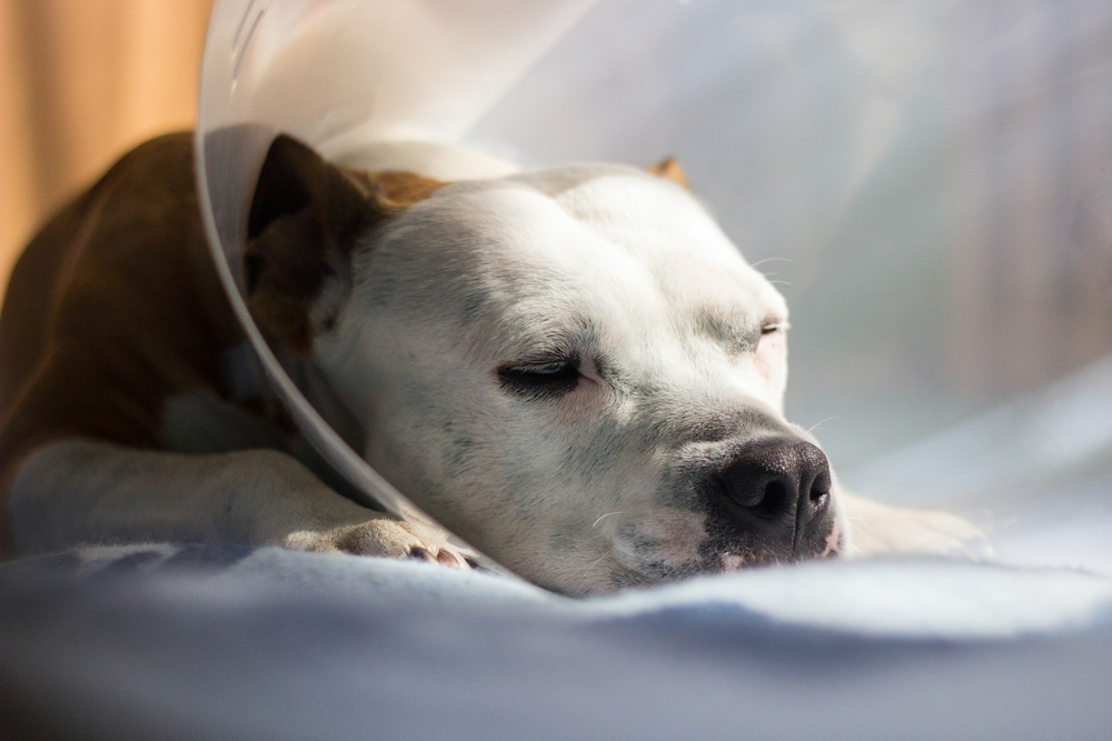Dog with Elizabethan cone while recovering from a surgical wound