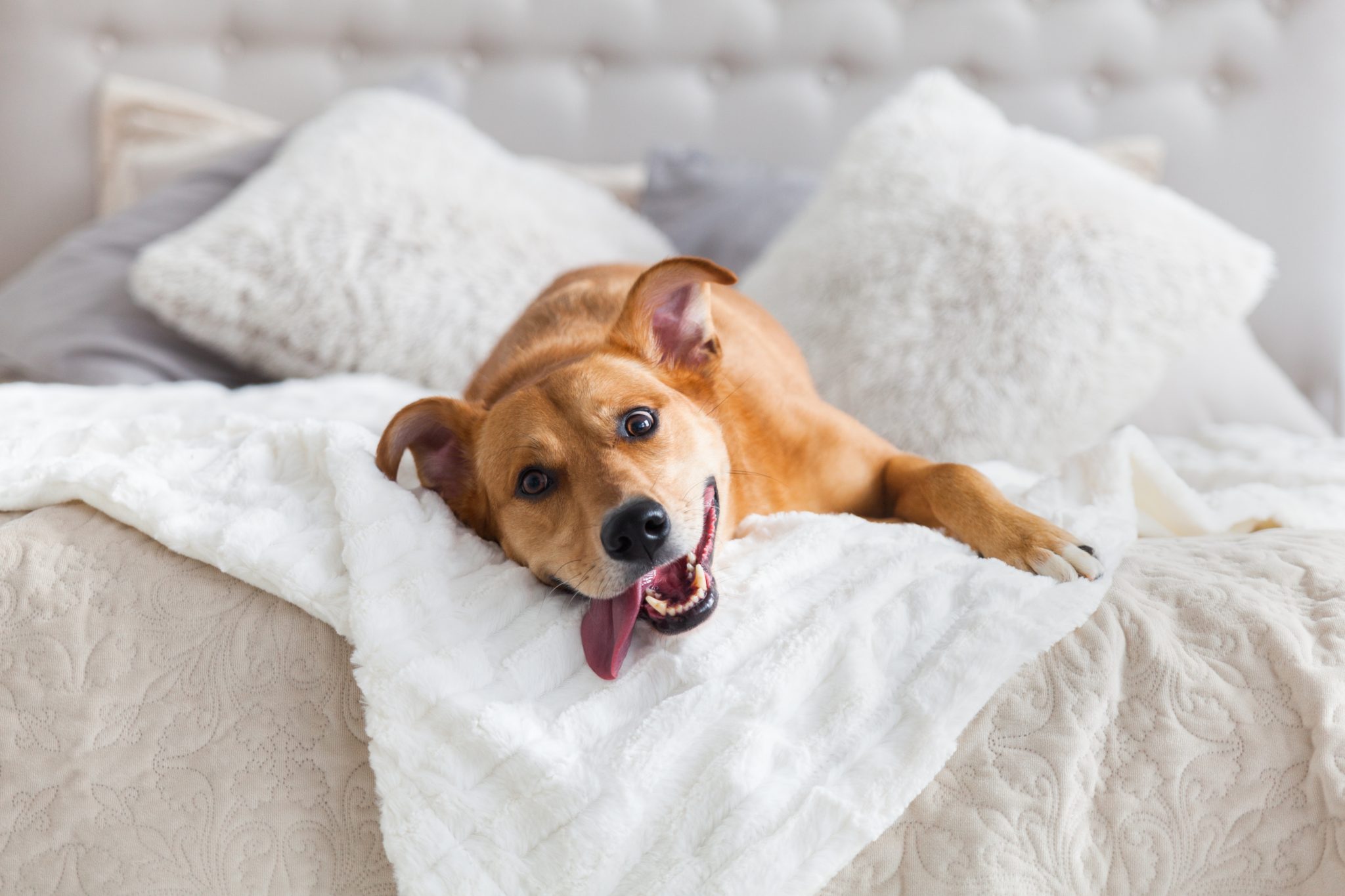 Illustration of Canine Gastrointestinal Effects Yeast Symptoms Bowl