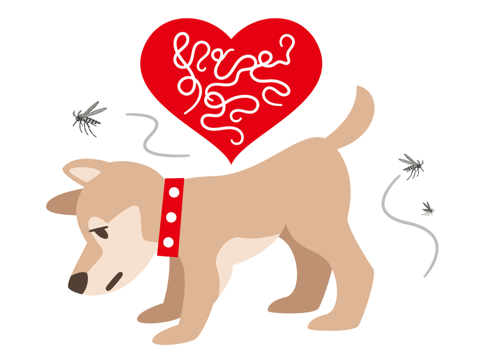 how serious is heartworm in dogs