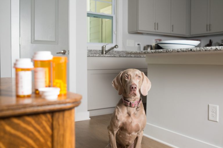 Refilling Your Pet’s Prescriptions with Ease Oakland Veterinary