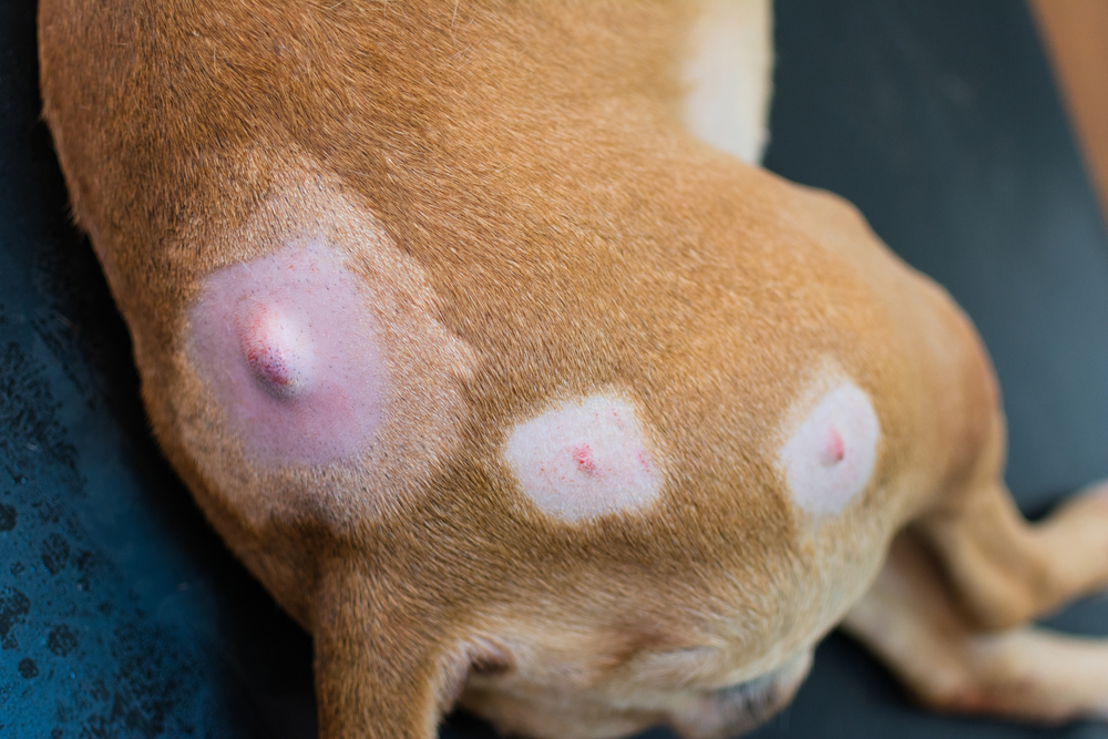 what does a cancertumor look like on a dog