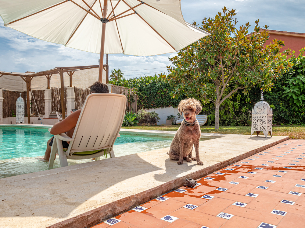 The Coolest Pet Friendly AirBnB Stays Oakland Veterinary Referral