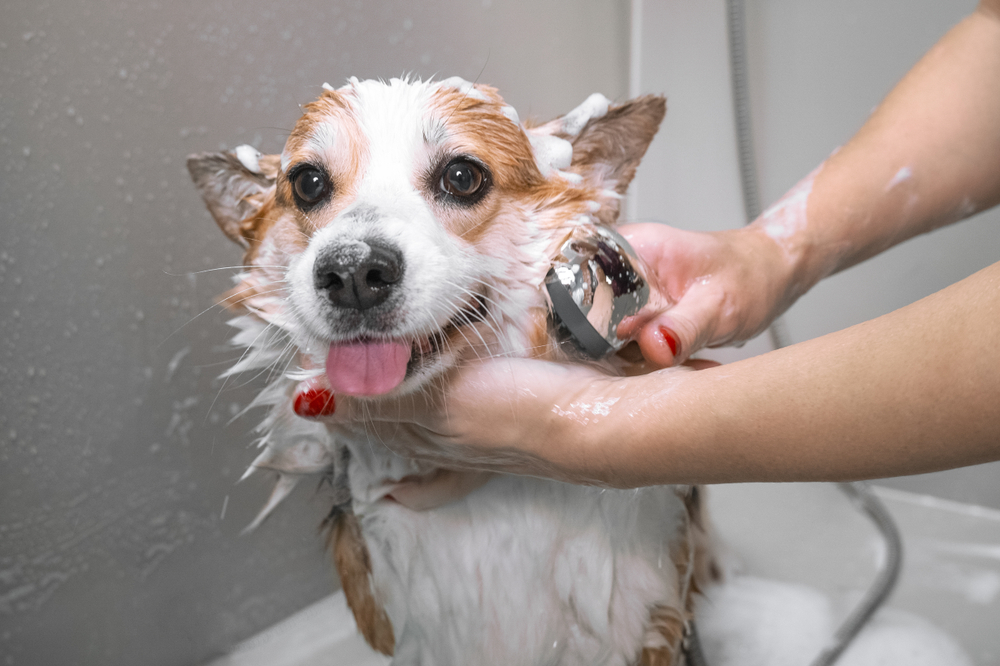 The Best Way to Give Your Dog a Bath at Home | Oakland Veterinary Referral  Services