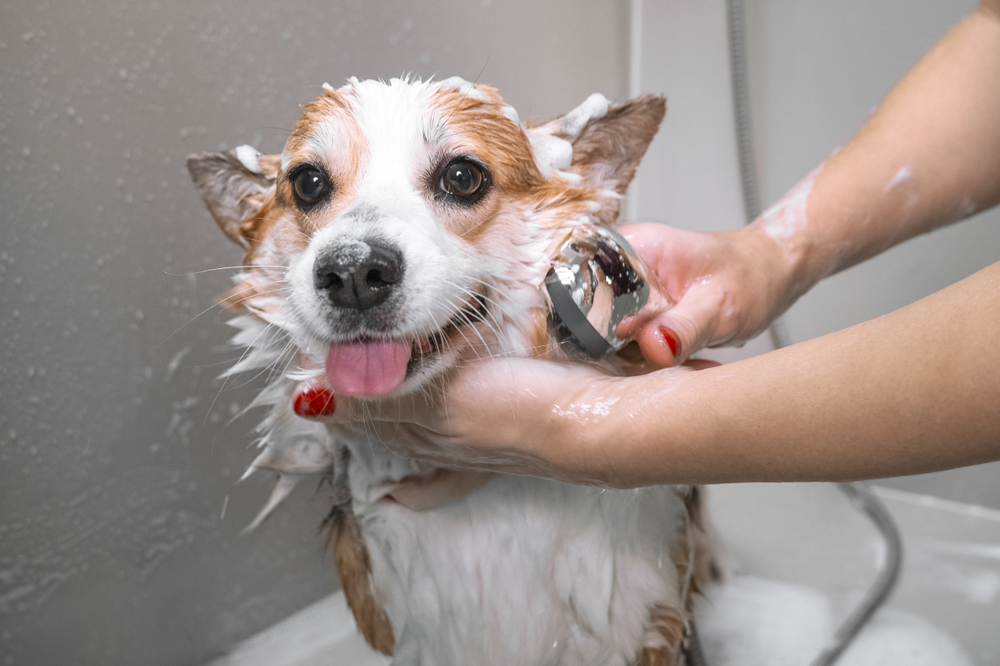 when can you give a puppy a bath