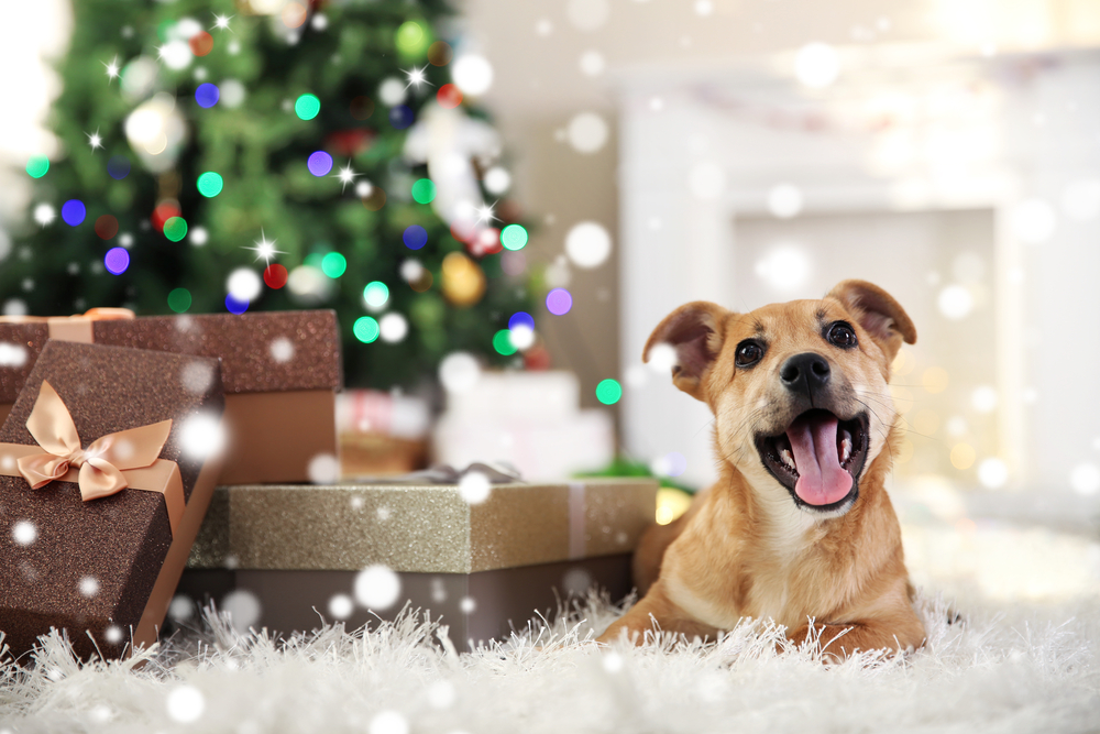 Should you give a puppy as a Christmas present?