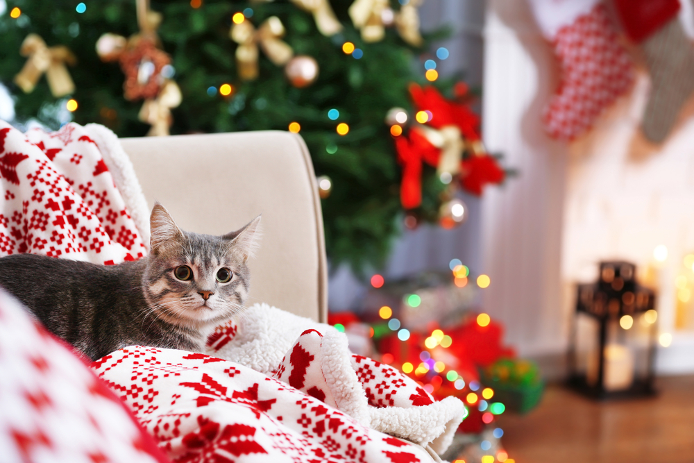 Kitty Klaus: Best Christmas Gifts for Cats | Oakland Veterinary ...
