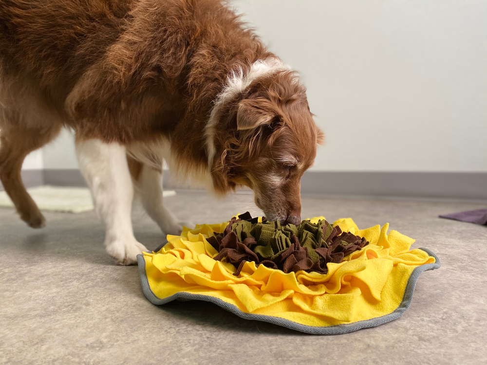 The Best Snuffle Mat For Dogs - Dog Treat Hiding Mat