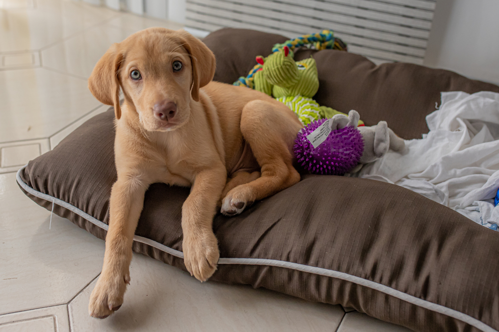 Toys for Deaf and Blind Dogs  Oakland Veterinary Referral Services