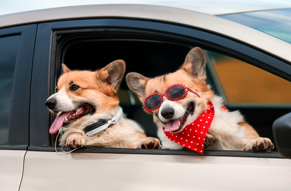 Sights to Be Seen: Greatest Road Trips with Dogs | Oakland Veterinary  Referral Services