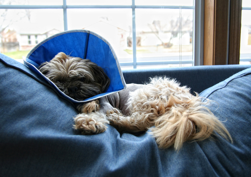 Dog lying on sofa after surgery with cone of shame alternative.