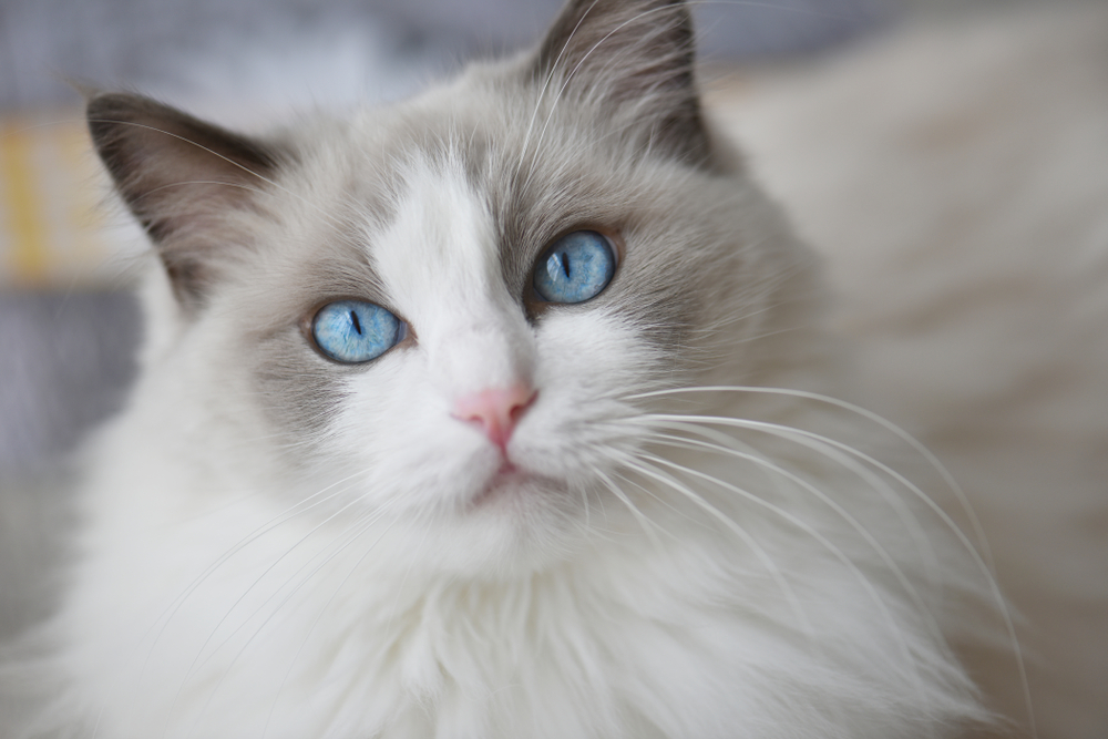 7 Unique-Looking Cat Breeds