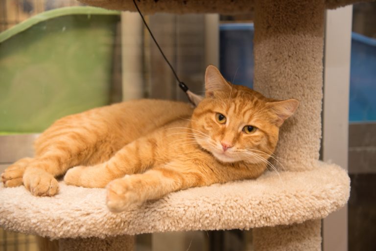 Urinary Blockages in Male Cats Oakland Veterinary Referral Services Oakland Veterinary