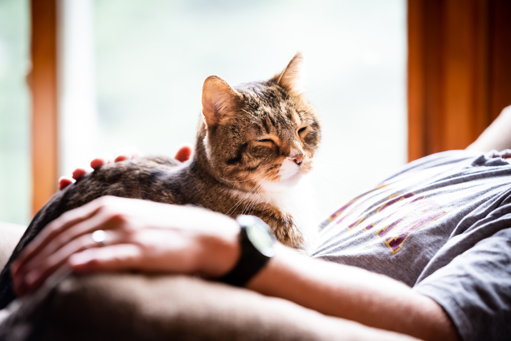 Lap Cat Vs Lone Ranger The Varied Affectionate Behaviors Of Cats 