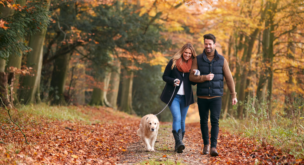 Highest Fall Puppy-Pleasant Holidays: Guide Go back and forth with Your Fur Child – Oakland Veterinary Referral Products and services