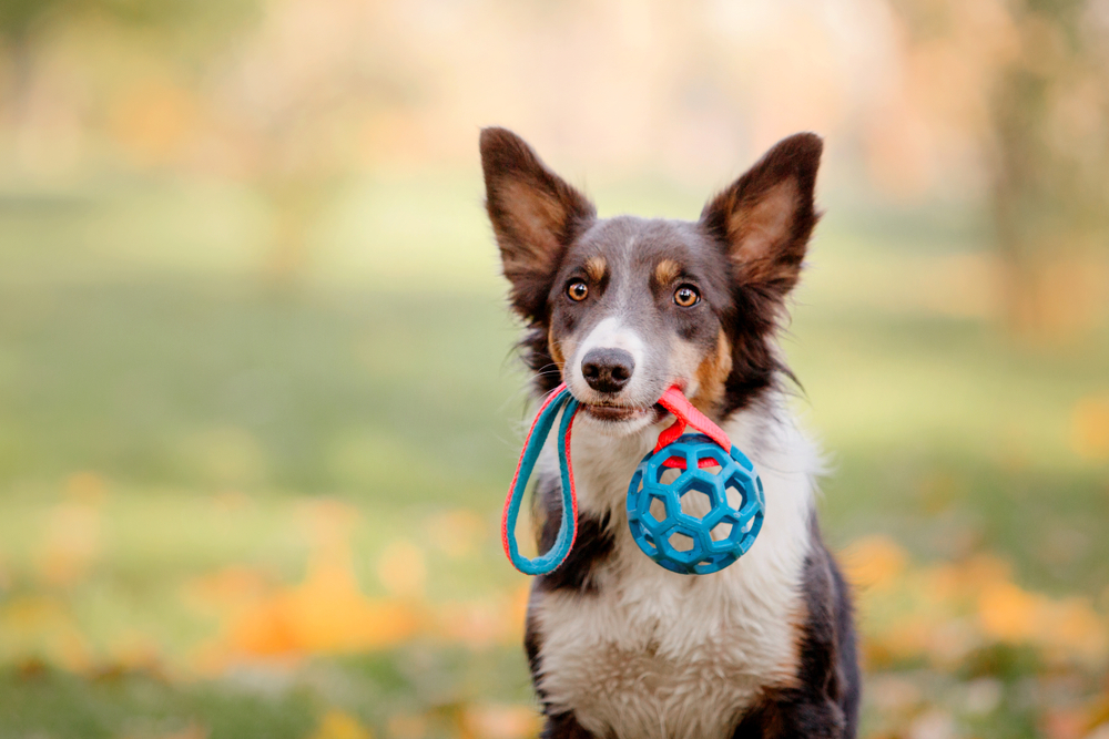 Interactive Mental Stimulation Dog Toys– Puzzles for Pups