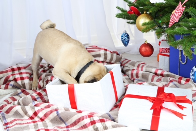 https://www.ovrs.com/blog/wp-content/uploads/2023/11/OVRS-pet-approved-gifts-shutterstock_227791270.jpeg