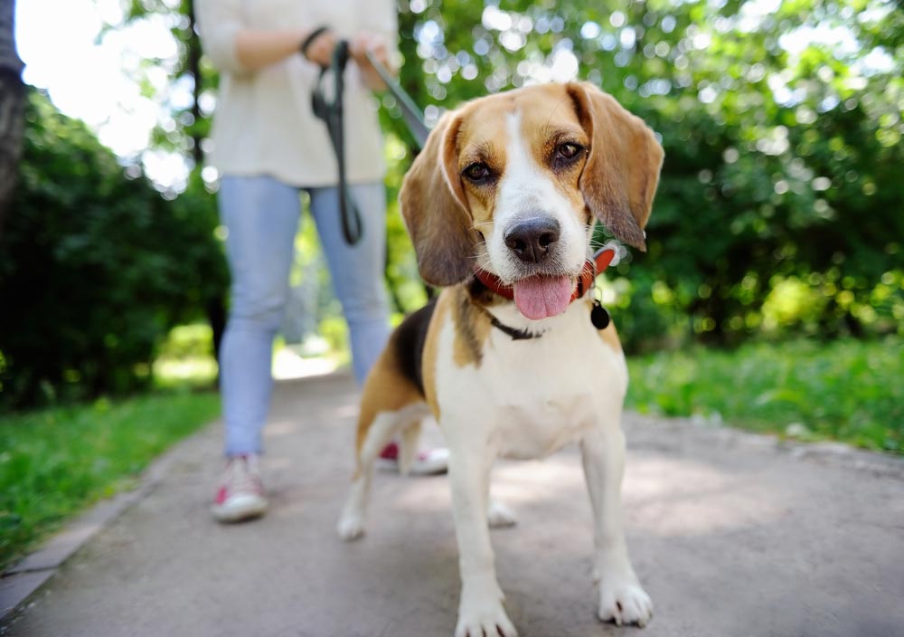 Dog-Friendly Trails and Parks in Southeast Michigan