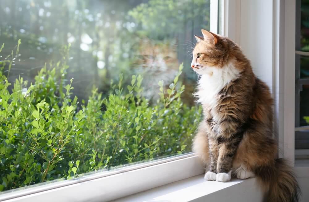Should You Let Your Cat Outside? Risks, Benefits, and Safer Options