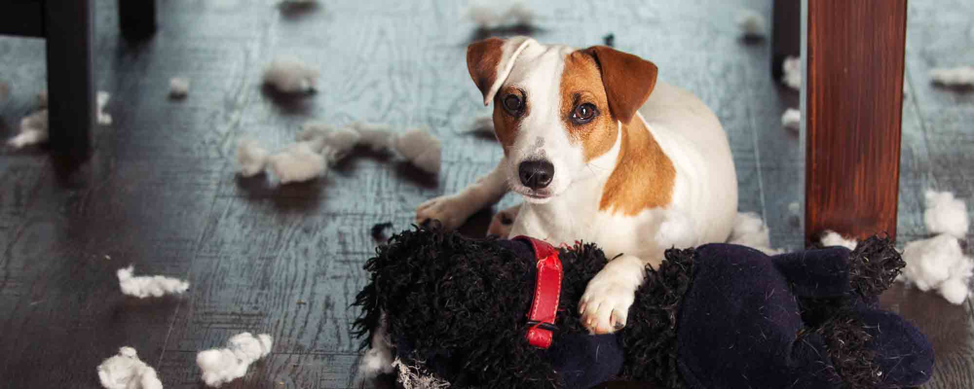 Human Pet Connection