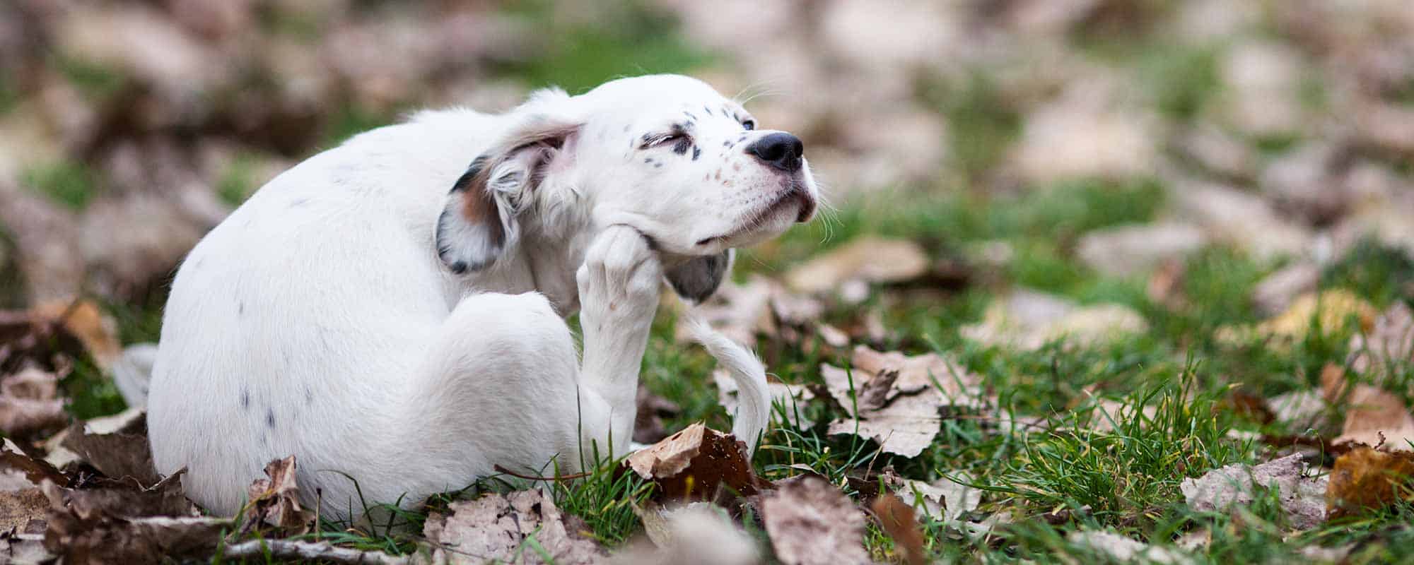 Allergy vets near best sale me