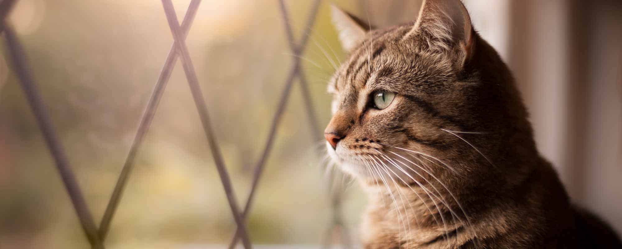 Human Pet Connection