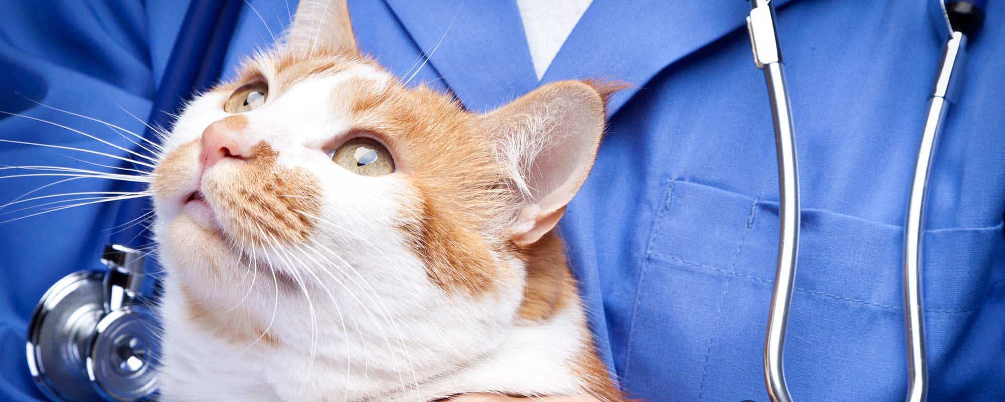 Human Pet Connection