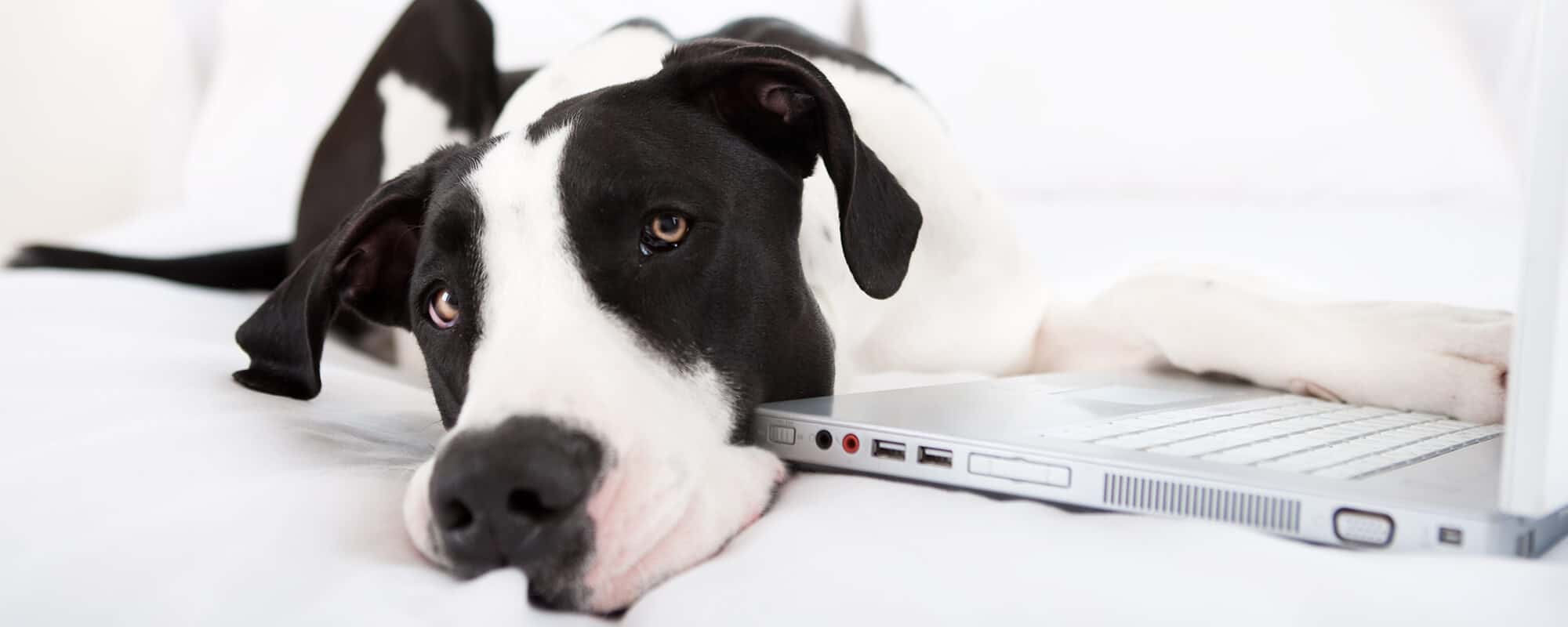 Human Pet Connection