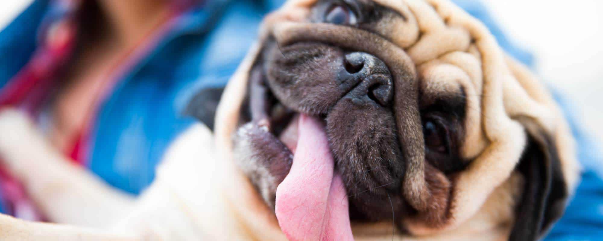 Human Pet Connection